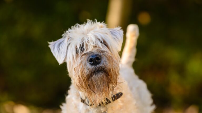 Irish Soft Coated Wheaten Terrier