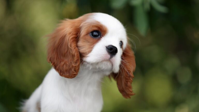 King Charles Spaniel