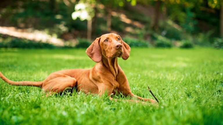 Kurzhaariger Ungarischer Vorstehhund