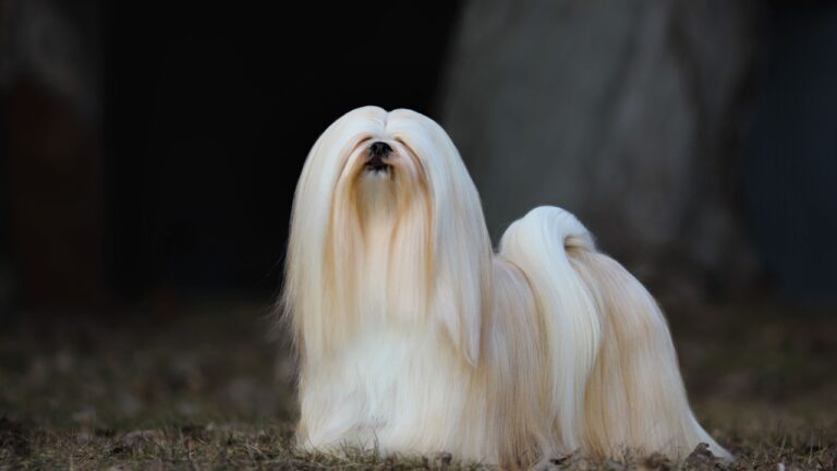 Lhasa Apso