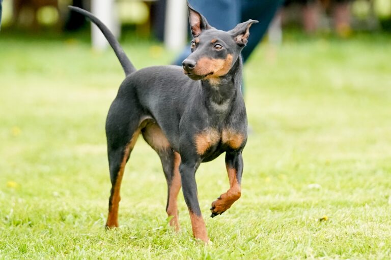 Manchester Terrier
