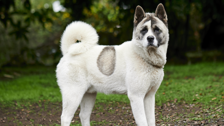 Norwegischer Buhund