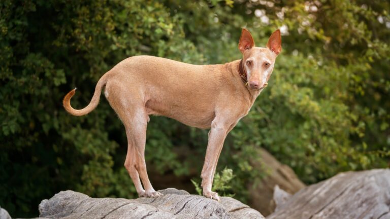 Podenco Andaluz