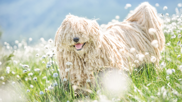 Puli