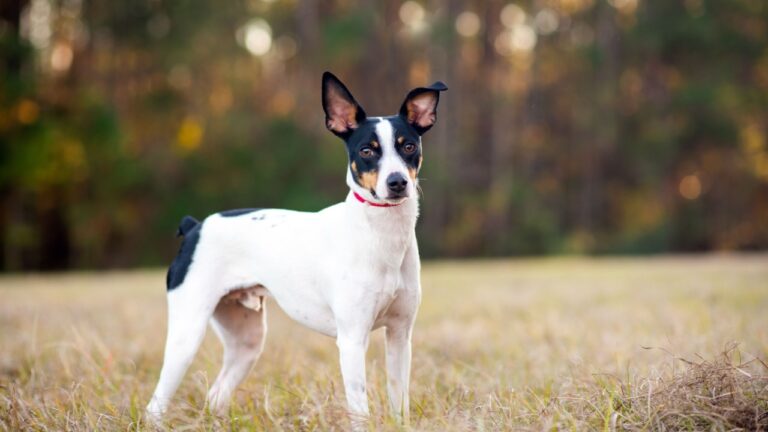 Rat Terrier