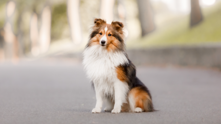 Shetland Sheepdog