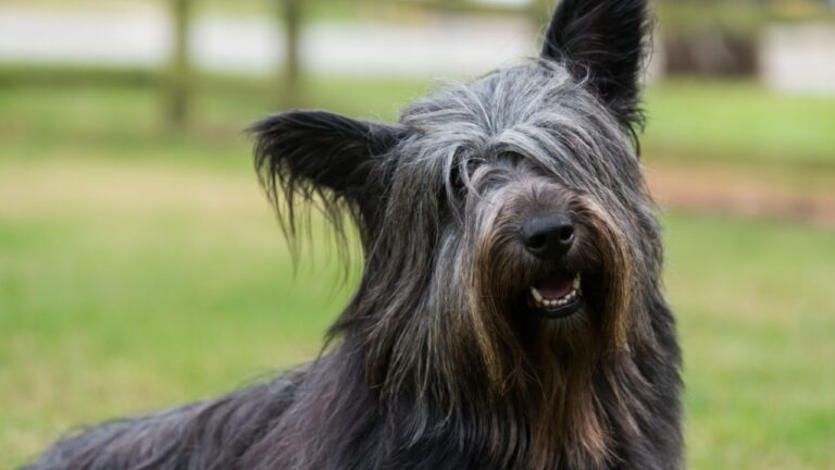 Skye Terrier