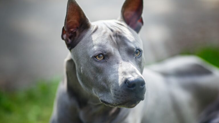 Thai Ridgeback