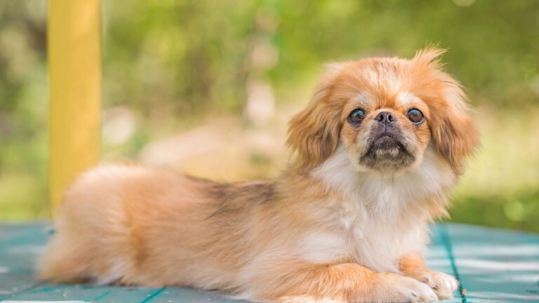 Tibet-Spaniel