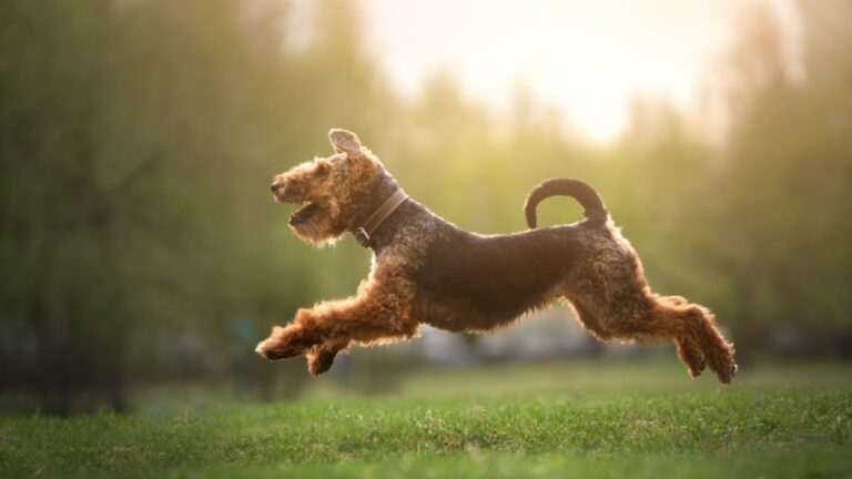 Welsh Terrier