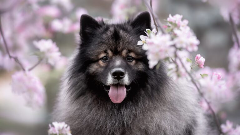 Wolfsspitz / Keeshond