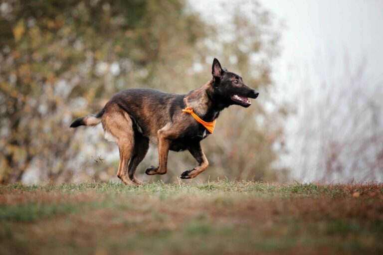 Belgischer Schäferhund