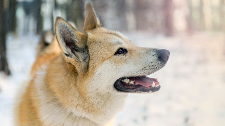 Laika