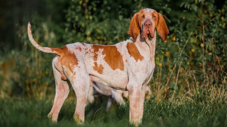 Bracco Italiano