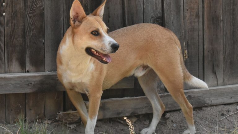 Carolina Dog