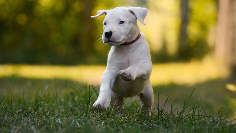 Dogo Argentino