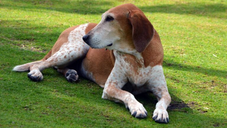 English Coonhound
