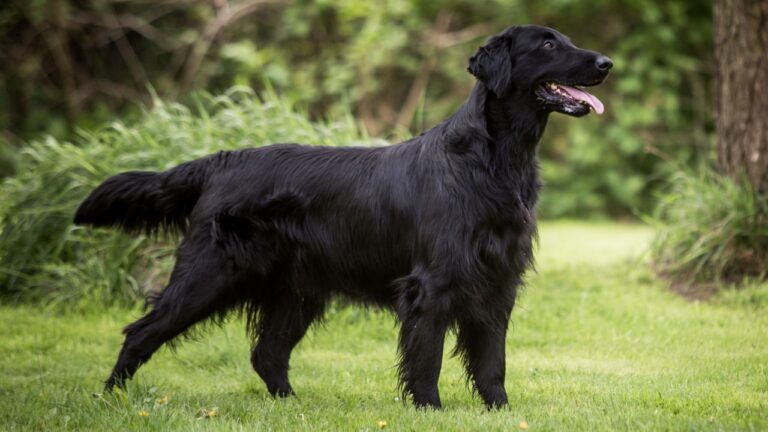 Flat-Coated Retriever