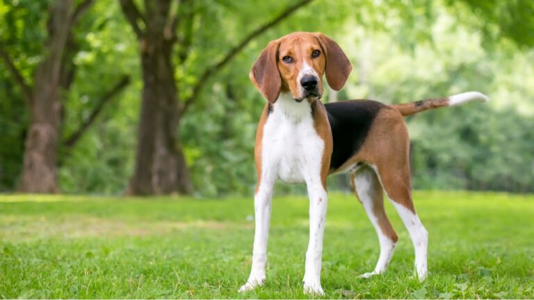 Foxhound