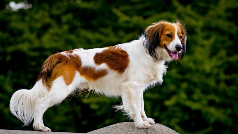 Kooikerhondje