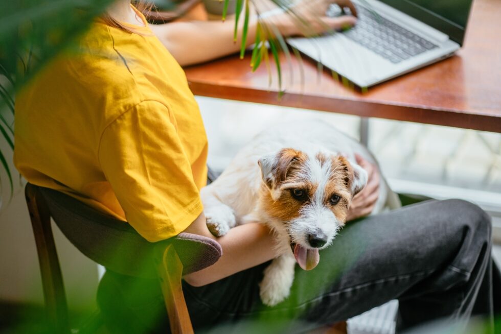 Hund sitzt neben einer Frau mit Tablet im Wohnzimmer