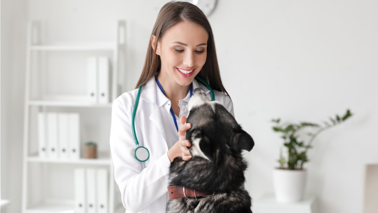 Body Condition Score beim Hund: Gewicht richtig einschätzen